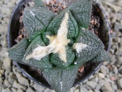 Ariocarpus fissuratus Cuatro Cienegas pot 5,5 cm