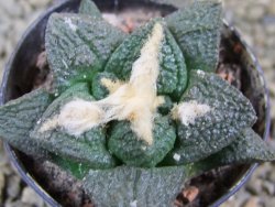 Ariocarpus fissuratus Cuatro Cienegas pot 5,5 cm - 12388018