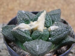 Ariocarpus fissuratus Cuatro Cienegas pot 5,5 cm - 12388019