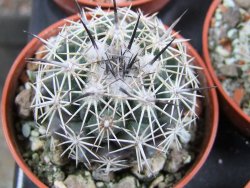 Coryphantha difficilis Cerro Bola pot 5,5 cm - 12388048