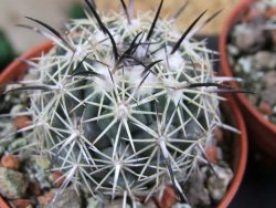 Coryphantha difficilis Cerro Bola pot 5,5 cm - 12388052
