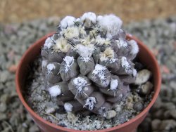 Thelocephala napina LH 1287 Huasco pot 5,5 cm