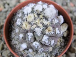 Thelocephala napina LH 1287 Huasco pot 5,5 cm - 12388072