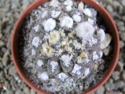 Thelocephala napina LH 1287 Huasco pot 5,5 cm - 12388073
