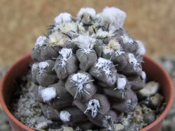 Thelocephala napina LH 1287 Huasco pot 5,5 cm - 12388074