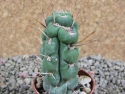 Eulychnia castanea spiralis pot 5,5 cm