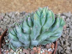 Myrtilocactus geometrizans cristata, pot 7 cm - 12388086