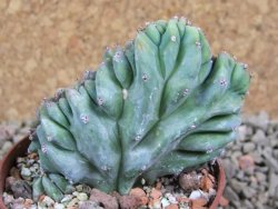 Myrtilocactus geometrizans cristata, pot 7 cm - 12388087