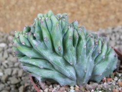 Myrtilocactus geometrizans cristata, pot 7 cm