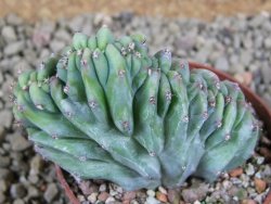 Myrtilocactus geometrizans cristata, pot 7 cm - 12388089