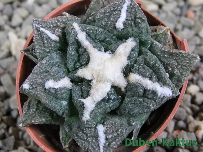 Ariocarpus fissuratus Cuatro Cienegas pot 5,5 cm