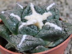 Ariocarpus fissuratus Cuatro Cienegas pot 5,5 cm - 12388109