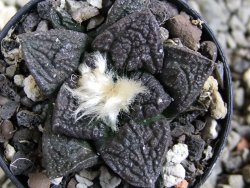 Ariocarpus fissuratus Cuatro Cienegas pot 5,5 cm