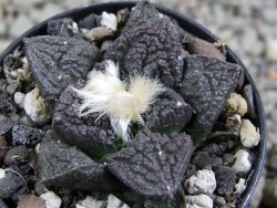 Ariocarpus fissuratus Cuatro Cienegas pot 5,5 cm - 12388112