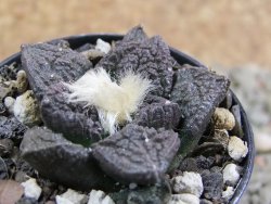 Ariocarpus fissuratus Cuatro Cienegas pot 5,5 cm - 12388113