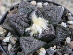 Ariocarpus fissuratus Cuatro Cienegas pot 5,5 cm - 12388114