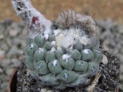 Thelocephala napina LH 1287 Huasco pot 5,5 cm