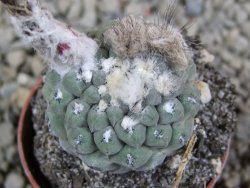 Thelocephala napina LH 1287 Huasco pot 5,5 cm - 12388122