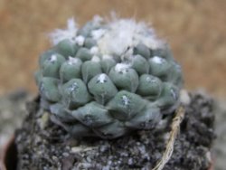 Thelocephala napina LH 1287 Huasco pot 5,5 cm - 12388123