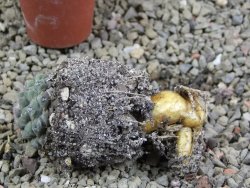 Thelocephala napina LH 1287 Huasco pot 5,5 cm - 12388124
