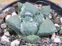 Ariocarpus lloydii pot 5,5 cm - 12388143