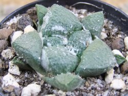 Ariocarpus lloydii pot 5,5 cm - 12388143