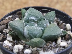 Ariocarpus lloydii pot 5,5 cm - 12388144