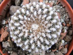 Sulcorebutia arenacea HS 30 Santa Rosa, Chcbba pot 5,5 cm - 12388217