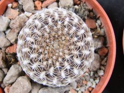 Sulcorebutia arenacea HS 30 Santa Rosa, Chcbba pot 5,5 cm