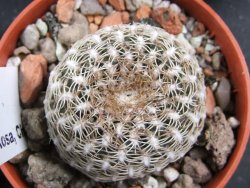 Sulcorebutia arenacea HS 30 Santa Rosa, Chcbba pot 5,5 cm - 12388220