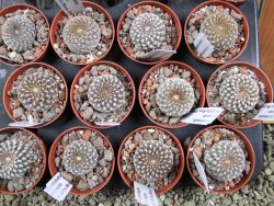 Sulcorebutia arenacea HS 30 Santa Rosa, Chcbba pot 5,5 cm - 12388221