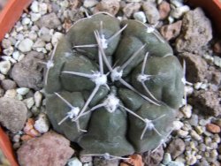 Gymnocalycium dubniorum JPR 68-154 Puerto madryn, pot 5,5 cm - 12388237