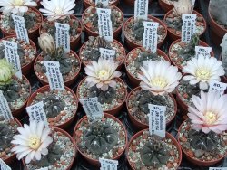 Gymnocalycium dubniorum JPR 68-154 Puerto madryn, pot 5,5 cm - 12391067