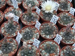 Gymnocalycium dubniorum JPR 68-154 Puerto madryn, pot 5,5 cm - 12391069