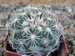 Coryphantha kracikii pot 4 cm