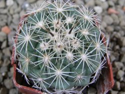 Coryphantha kracikii pot 4 cm - 12388259