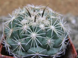 Coryphantha kracikii pot 4 cm - 12388260