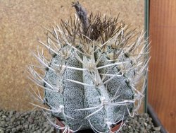 Astrophytum niveum 30 let, průměr 12 cm, V 10cm - 12388437