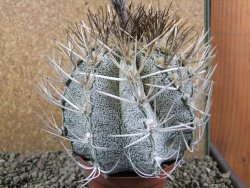 Astrophytum niveum 30 let, průměr 12 cm, V 10cm - 12388438