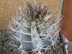 Astrophytum niveum 30 let, průměr 12 cm, V 10cm - 12388439