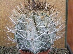 Astrophytum niveum 30 let, průměr 12 cm, V 10cm - 12388440