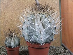 Astrophytum niveum 30 let, průměr 12 cm, V 10cm - 12388441