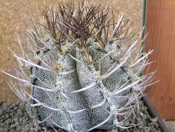 Astrophytum niveum 30 let, průměr 12 cm, V 10cm - 12388442