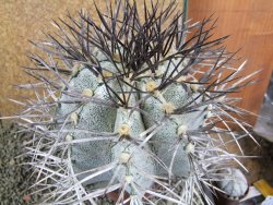 Astrophytum niveum 30 let, průměr 13 cm, V 14 cm