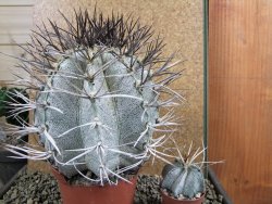 Astrophytum niveum 30 let, průměr 13 cm, V 14 cm - 12388515