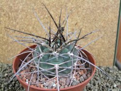 Gymnocalycium armatum, pot 12 cm