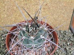 Gymnocalycium armatum, pot 12 cm - 12388575