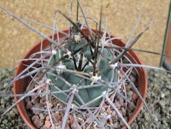 Gymnocalycium armatum, pot 12 cm - 12388576