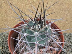 Gymnocalycium armatum, pot 12 cm - 12388578