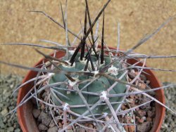 Gymnocalycium armatum, pot 12 cm - 12388579